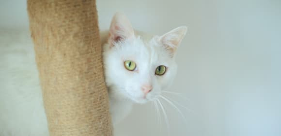 White cat