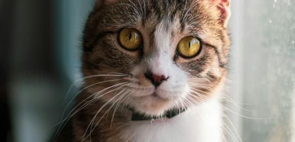 Cat sitting on window sill