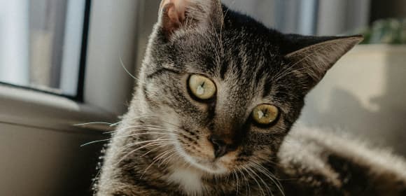 Cat sitting on window sill