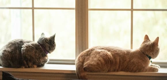 Cats looking out window