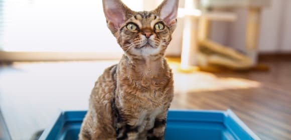 Cat in a litter tray